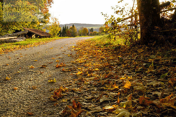 Deutschland  Bayern  Oberbayern  Miesbach  Taubenberg  Waldweg im Herbst morgens