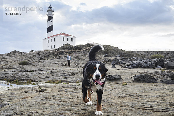 Spanien  Menorca  Berner Sennenhund vor seinem Besitzer auf dem Leuchtturm