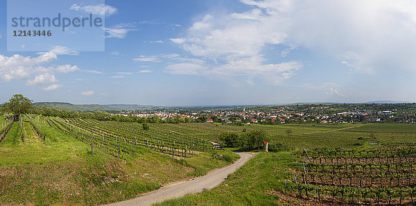 Österreich  Niederösterreich  Waldviertel  Kamptal  Langenlois  Weinberg  Weinstraße