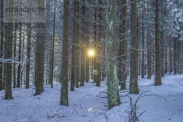 Deutschland  Sachsen-Anhalt  Nationalpark Harz  Winterwald am Abend
