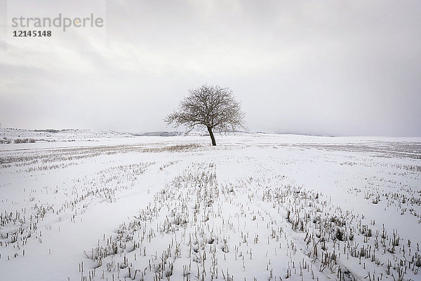 Spanien  einzelner kahler Baum in verschneiter Winterlandschaft