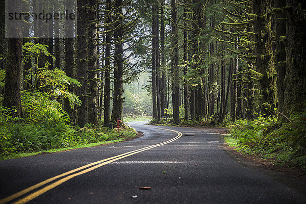 USA  Staat Washington  Hoher Regenwald  Straße