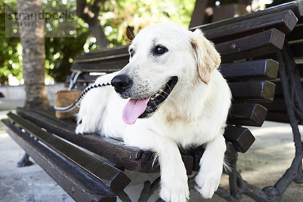 Hund entspannt auf der Bank