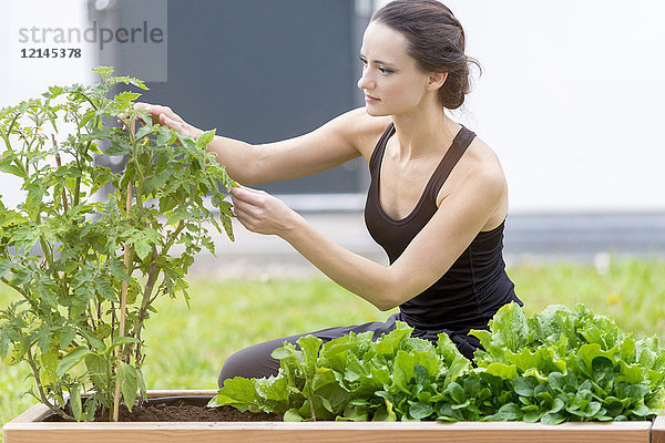 Junge Frau beim Ernten  Beet mit Salat und Kräutern im Garten