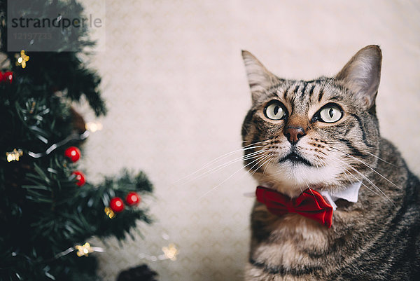 Portrait der Katze mit Kragen und roter Fliege zur Weihnachtszeit