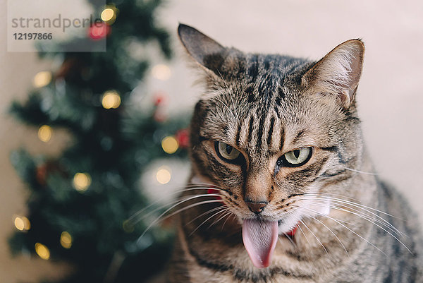 Tabby-Katzenzunge zur Weihnachtszeit ausgestreckt