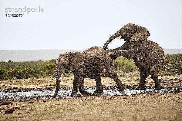 Südafrika  Eastern  Cape  Addo Elephant National Park  afrikanische Elefanten  Loxodonta Africana