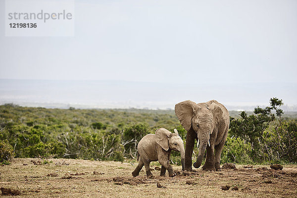 Südafrika  Eastern  Cape  Addo Elephant National Park  afrikanische Elefanten  Loxodonta Africana