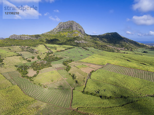 Mauritius  Hochland  Zuckerrohrfelder