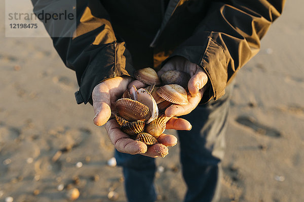 Ein älterer Mann  der am Strand spazieren geht und Muscheln sammelt.
