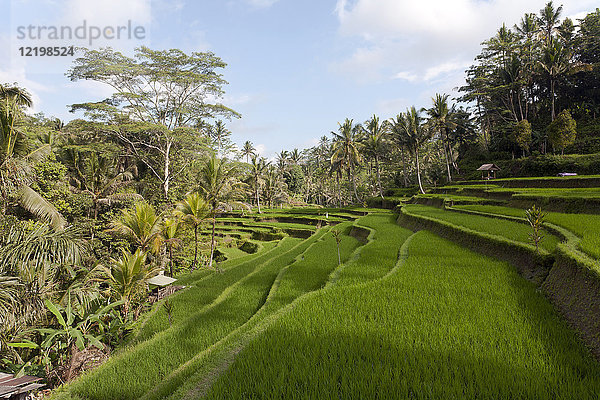 Indonesien  Bali  Ubud  Reisfelder