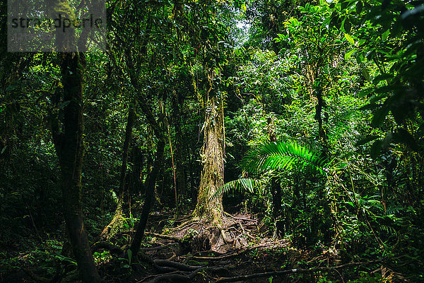 Costa Rica  Landschaft mit beleuchtetem Baum auf dem Weg zum Vulkan Cerro Chato
