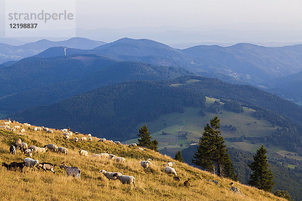 Deutschland  Baden-Württemberg  Schwarzwald  Schafe und Ziegen grasen auf dem Belchenberg