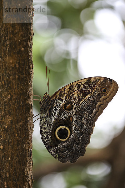 Eule Schmetterling  Caligo eurilochus