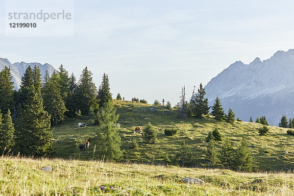 Österreich  Tirol  Mieming Plateau  Kühe auf Almen