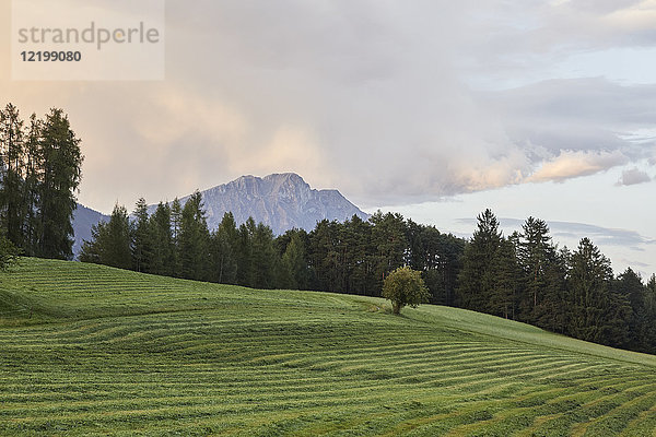 Österreich  Tirol  Mieming Plateau  gemähte Wiese nach Sonnenuntergang