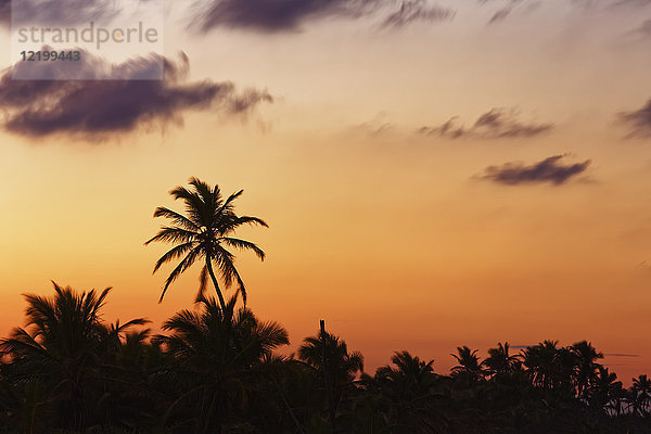 Karibik  Dominikanische Republik  Punta Cana  Playa Bavaro  Palmensilhouetten bei Sonnenuntergang