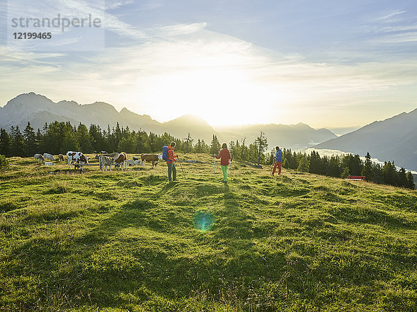 Österreich  Tirol  Mieming-Plateau  Wanderer auf Almen mit Kühen bei Sonnenaufgang