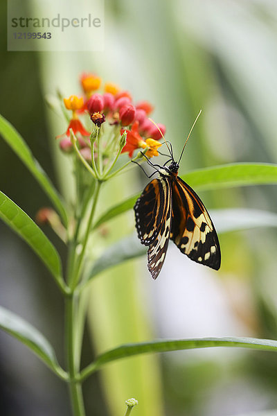 Monarch-Schmetterling  Danaus plexippus  auf Blüte
