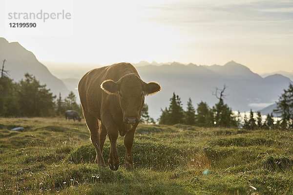 Österreich  Tirol  Mieming Plateau  Kuh auf Alm bei Sonnenaufgang