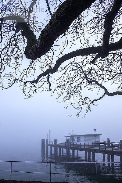 Deutschland  Lindau  Bodensee  kahler Baum und Steg im Nebel