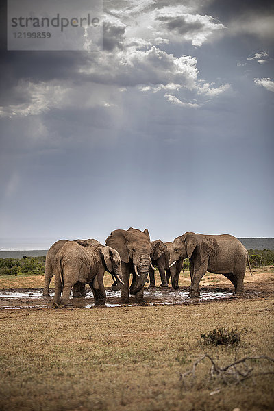 Südafrika  Eastern  Cape  Addo Elephant National Park  afrikanische Elefanten  Loxodonta Africana