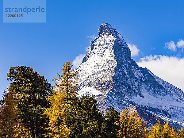 Schweiz  Wallis  Zermatt  Matterhorn  Bäume im Herbst