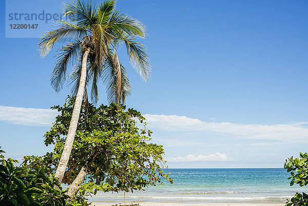 Costa Rica  Limon  Strand mit Palme im Nationalpark von Cahuita
