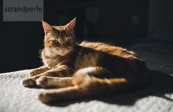 Ingwer-Tabby-Katze  die zu Hause auf einer Decke ruht