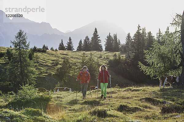 Österreich  Tirol  Mieming-Plateau  Wanderer auf Almen mit Kühen