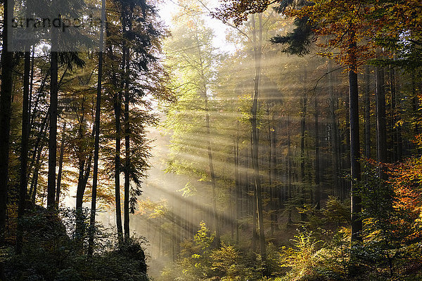 Deutschland  Bayern  Niederbayern  Altmühltal  Wald  Herbst  Morgennebel