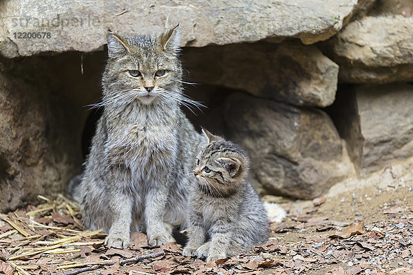 Deutschland  Nationalpark Bayerischer Wald  Tiere Freigelände Neuschönau  Wildkatzen  Felis silvestris  Muttertier mit Jungtier