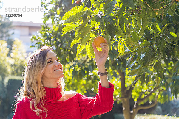 Lächelnde junge Frau pflückt Mandarine vom Baum in einem Garten