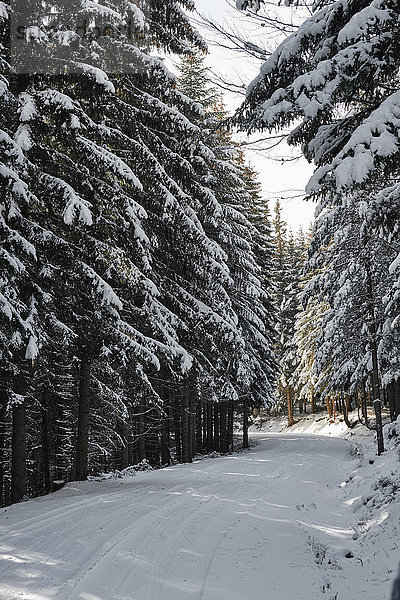 Bulgarien  Straße im Winterwald?