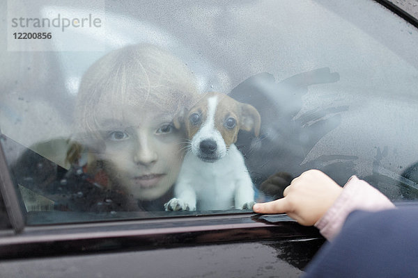 Porträt des Jungen und Jack Russel Terrier Welpen  der aus dem Autofenster schaut