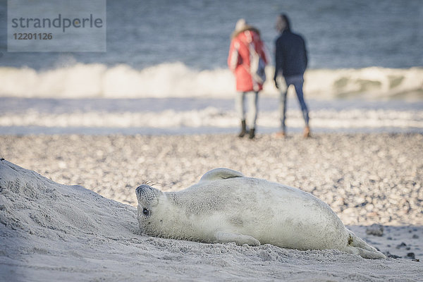 Deutschland  Helgoland  Seehund am Strand liegend