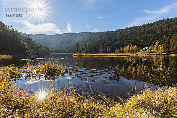 Deutschland  Bayern  Niederbayern  Bayerischer Wald  Kleiner Arbersee mit schwimmenden Inseln