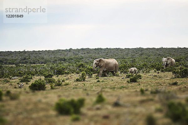 Südafrika  Eastern  Cape  Addo Elephant National Park  afrikanische Elefanten  Loxodonta Africana