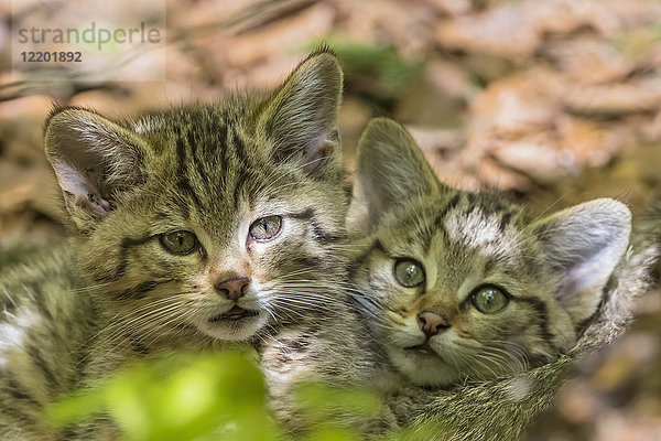 Deutschland  Nationalpark Bayerischer Wald  Tiere Freigelände Neuschönau  Wildkatzen  Felis silvestris  Jungtiere