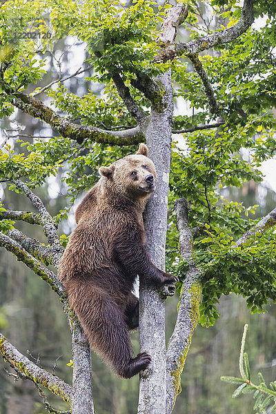 Deutschland  Nationalpark Bayerischer Wald  Tiere Freigelände Neuschönau  Braunbär  Ursus arctos  Klettern
