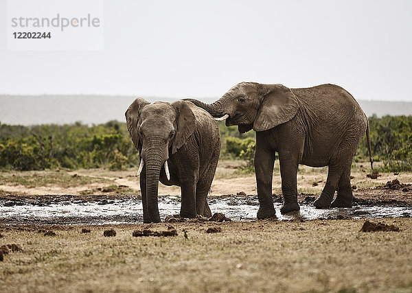 Südafrika  Eastern  Cape  Addo Elephant National Park  afrikanische Elefanten  Loxodonta Africana
