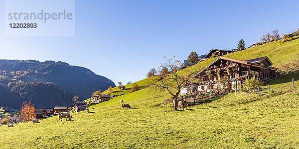 Schweiz  Bern  Berner Oberland