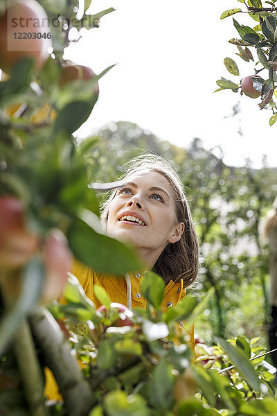 Junge Frau pflückt Apfel vom Baum im Obstgarten