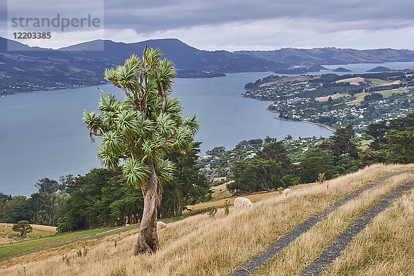 Neuseeland  Südinsel  Dunedin  Otago Halbinsel