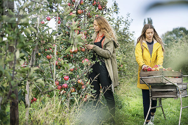 Zwei Frauen ernten Äpfel im Obstgarten