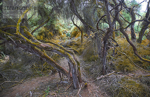 Neuseeland  Nordinsel  Wai-O-Tapu  knorrige Bäume im Wald