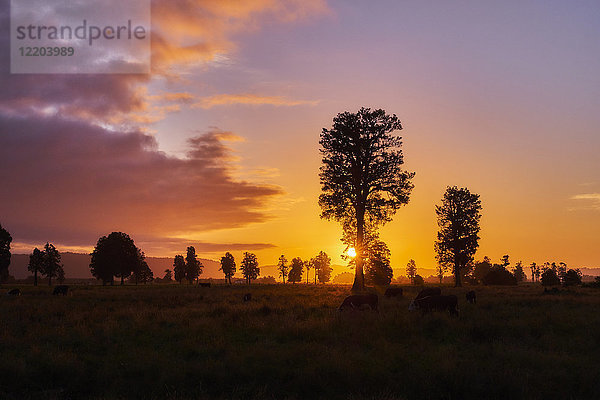 Neuseeland  Südinsel  Westland Nationalpark  Kühe auf der Wiese bei Sonnenuntergang