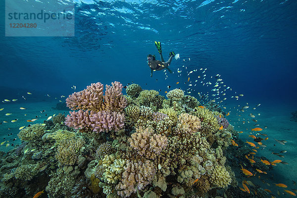 Ägypten  Rotes Meer  Hurghada  Teenagermädchen beim Schnorcheln am Korallenriff