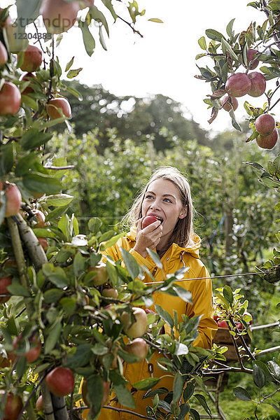 Junge Frau isst Apfel vom Baum im Obstgarten