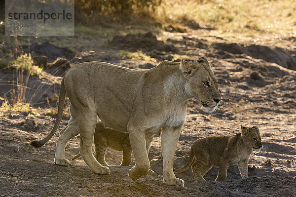 Eine Löwin (Panthera leo) geht mit ihren Jungen spazieren  Botswana  Afrika